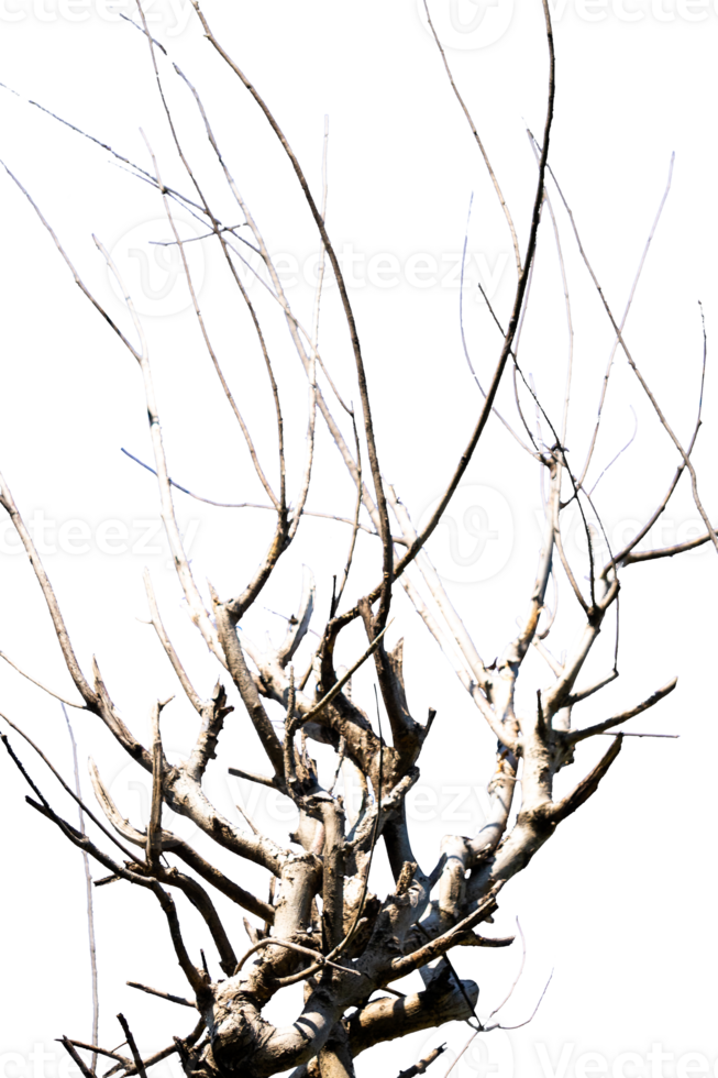 branches of a tree isolated 25777560 PNG