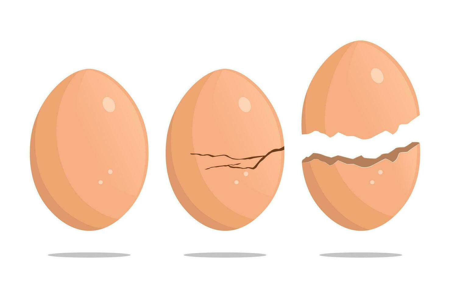 Set of different condition brown eggs, normal, crackked and broken eggs, isolated on white background vector