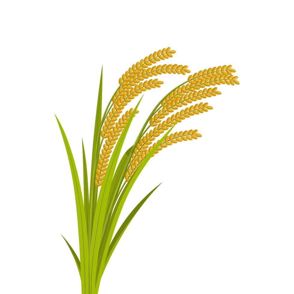 Rice spikes, stem with leaves, vector illustration, realistic design