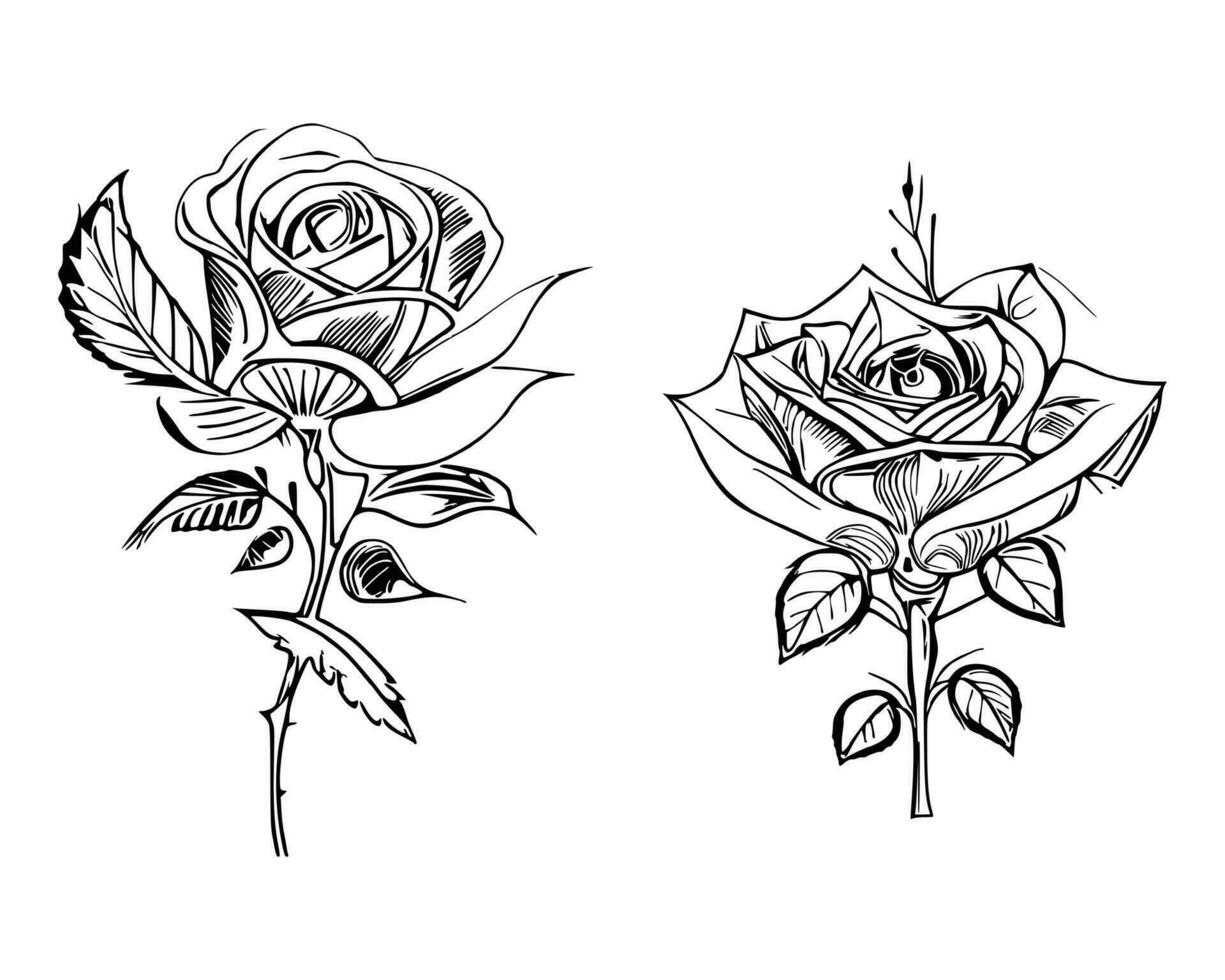 Beautiful Hand drawn flower Roses vector