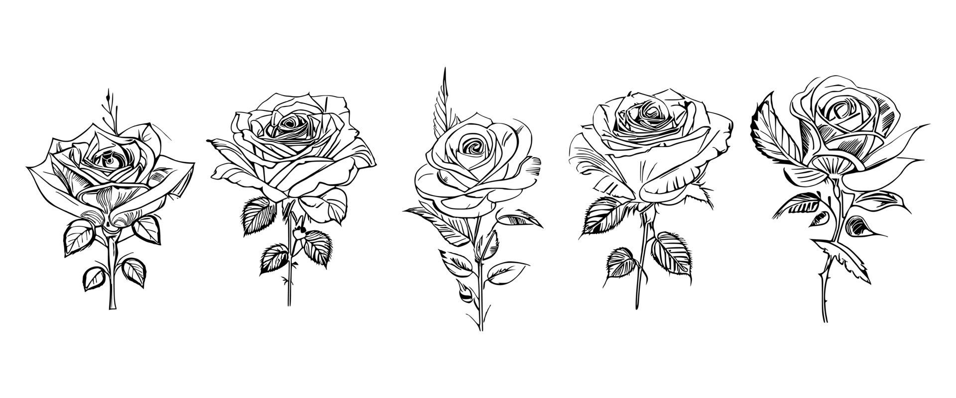 Beautiful Hand drawn flower Roses vector 25780181 Vector Art at Vecteezy