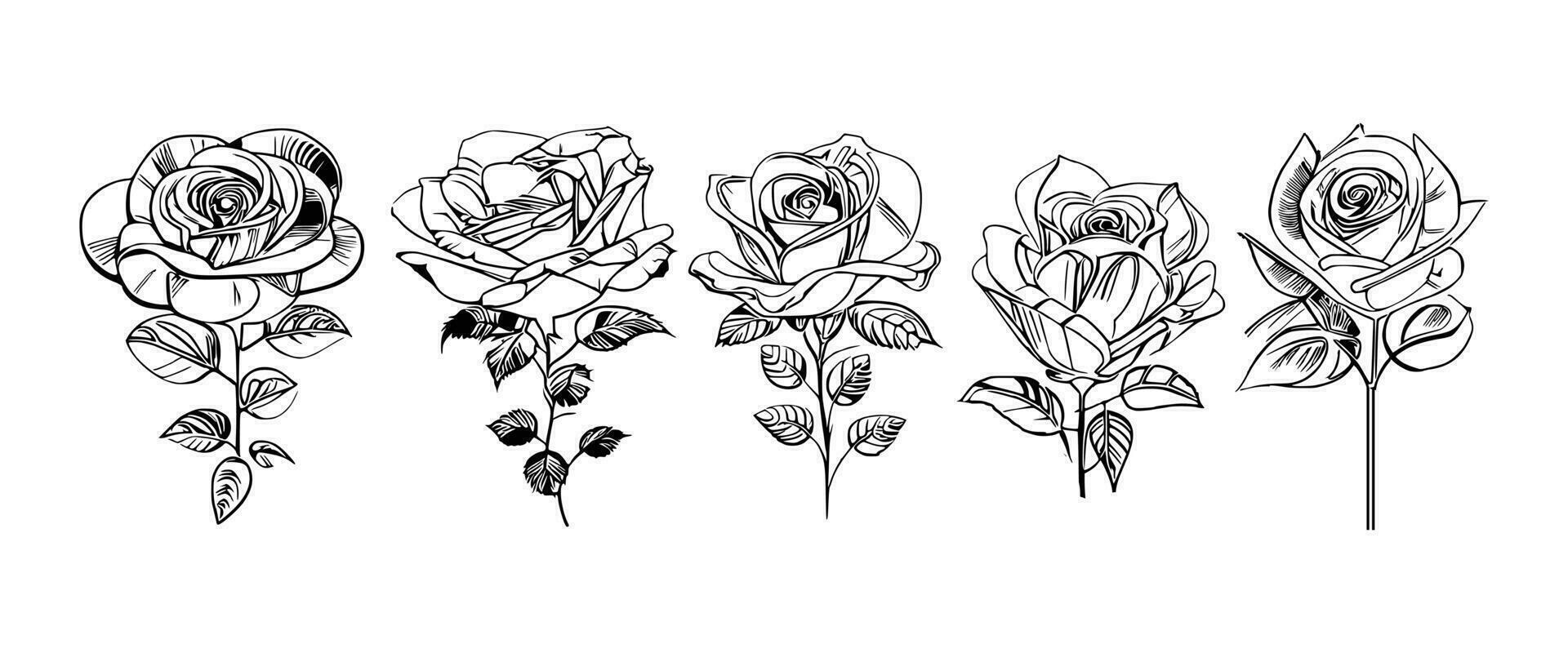 hermosa mano dibujado flor rosas vector