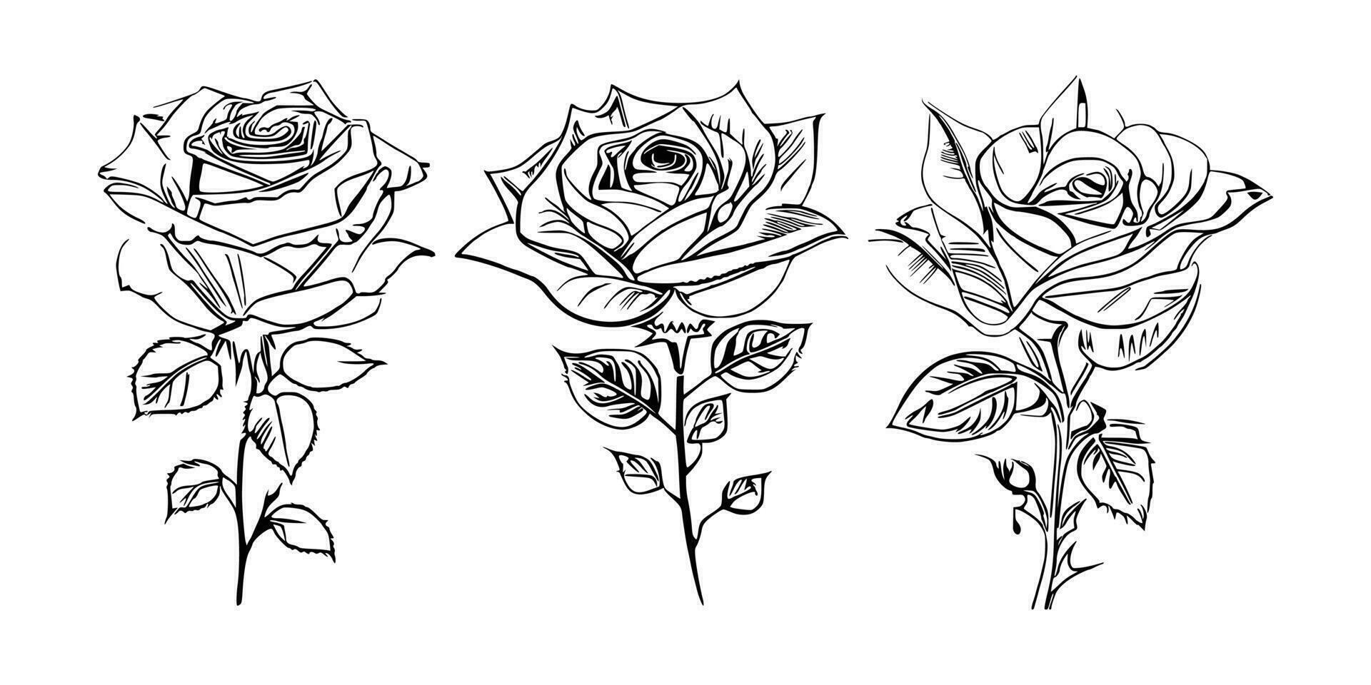 Beautiful Hand drawn flower Roses vector