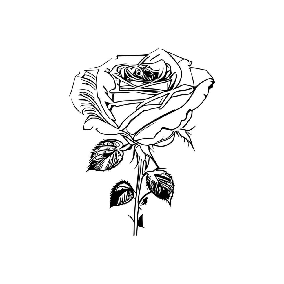 Beautiful Hand drawn flower rose sketch vector