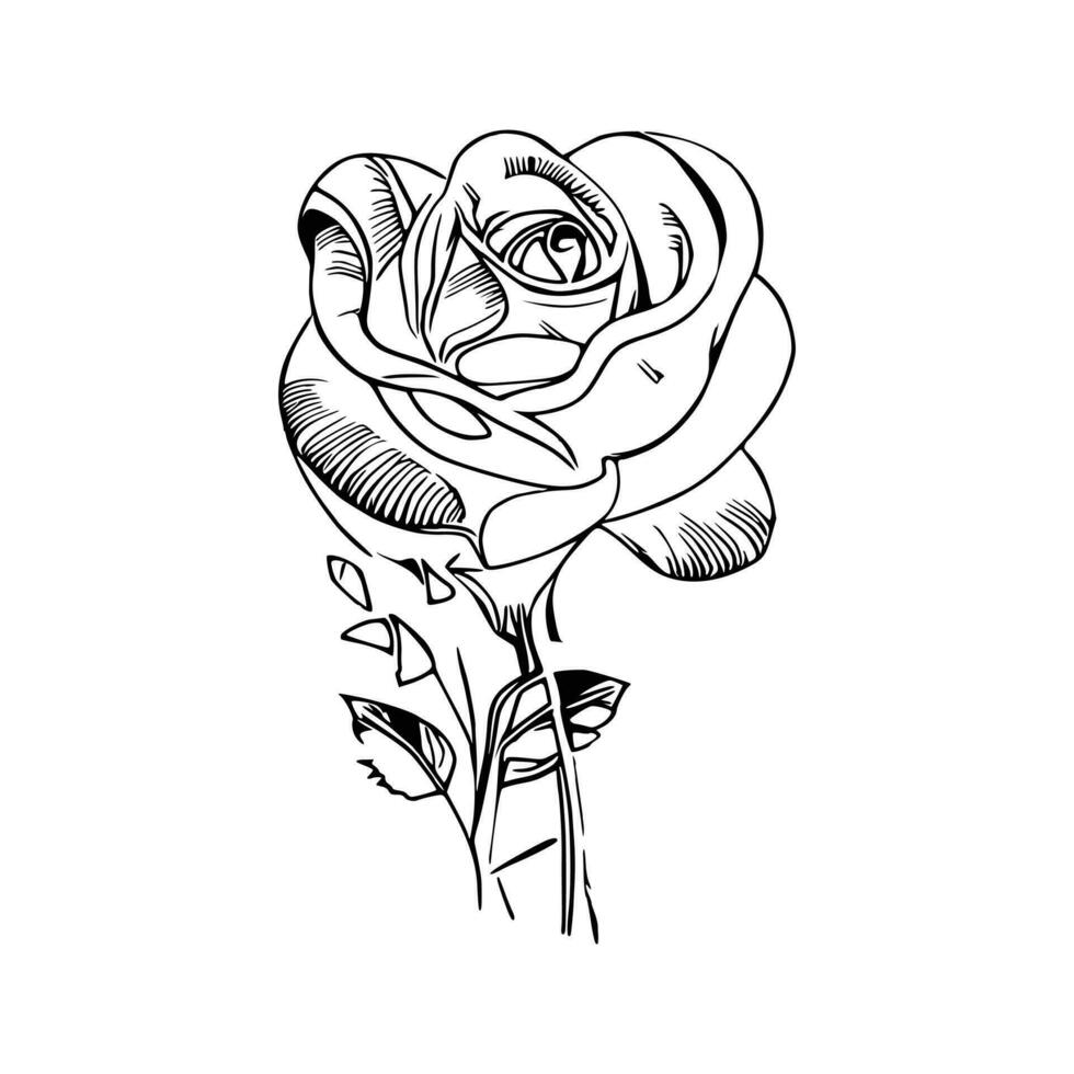 Beautiful Hand drawn flower rose sketch vector