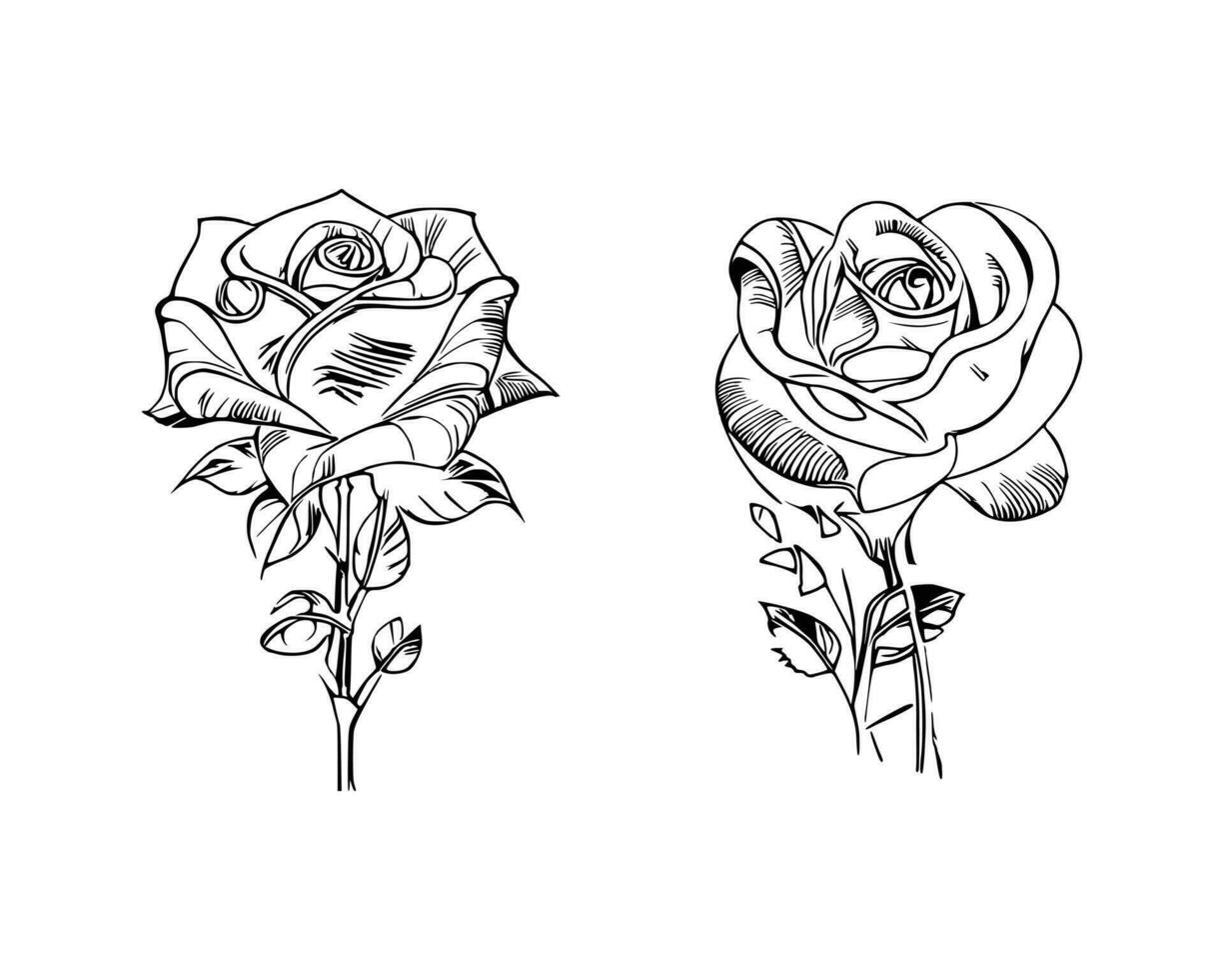 Beautiful Hand drawn flower Roses vector