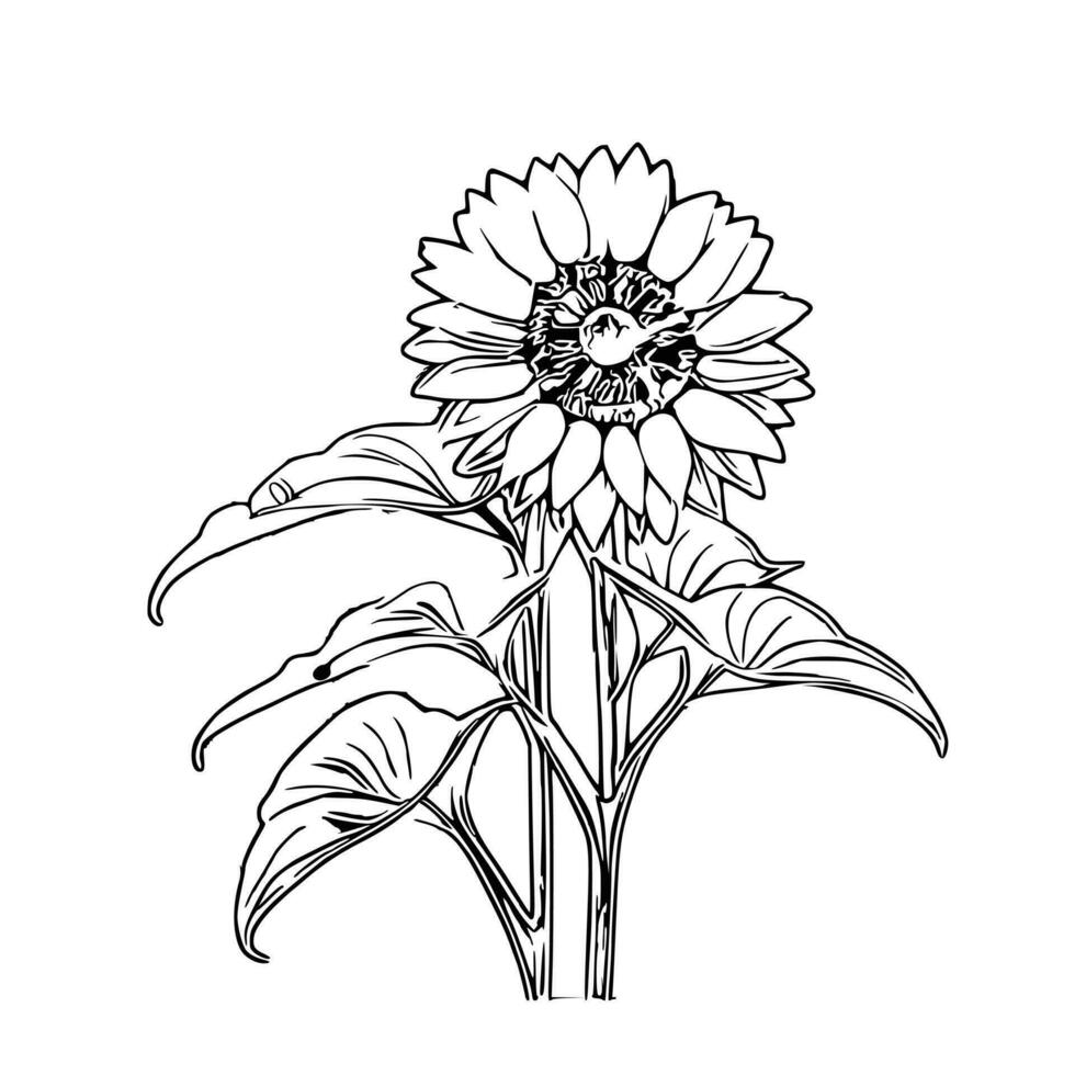 line art sunflower vector