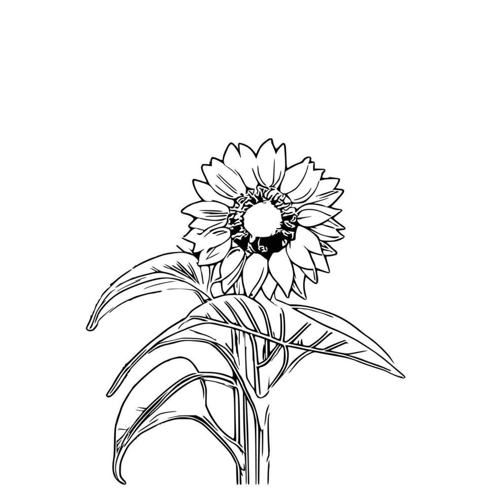 line art sunflower vector