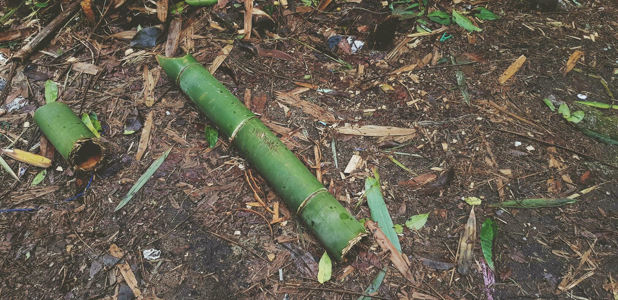 Green Bamboo logs were cut and leaving on the wet land floor with leaves. One of them short and another long. photo