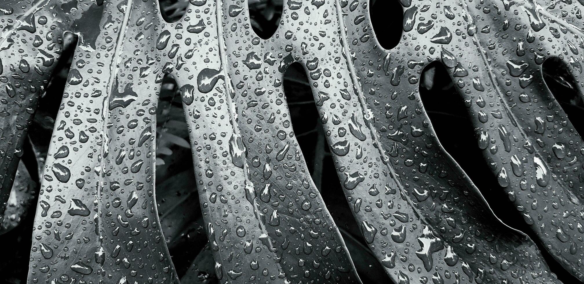 cerca arriba agua soltar en tropical hoja después lloviendo día. resumen Arte y naturaleza antecedentes en monocromo tono. científico nombre de árbol es monstera deliciosa. natural fondo de pantalla en negro y blanco estilo foto