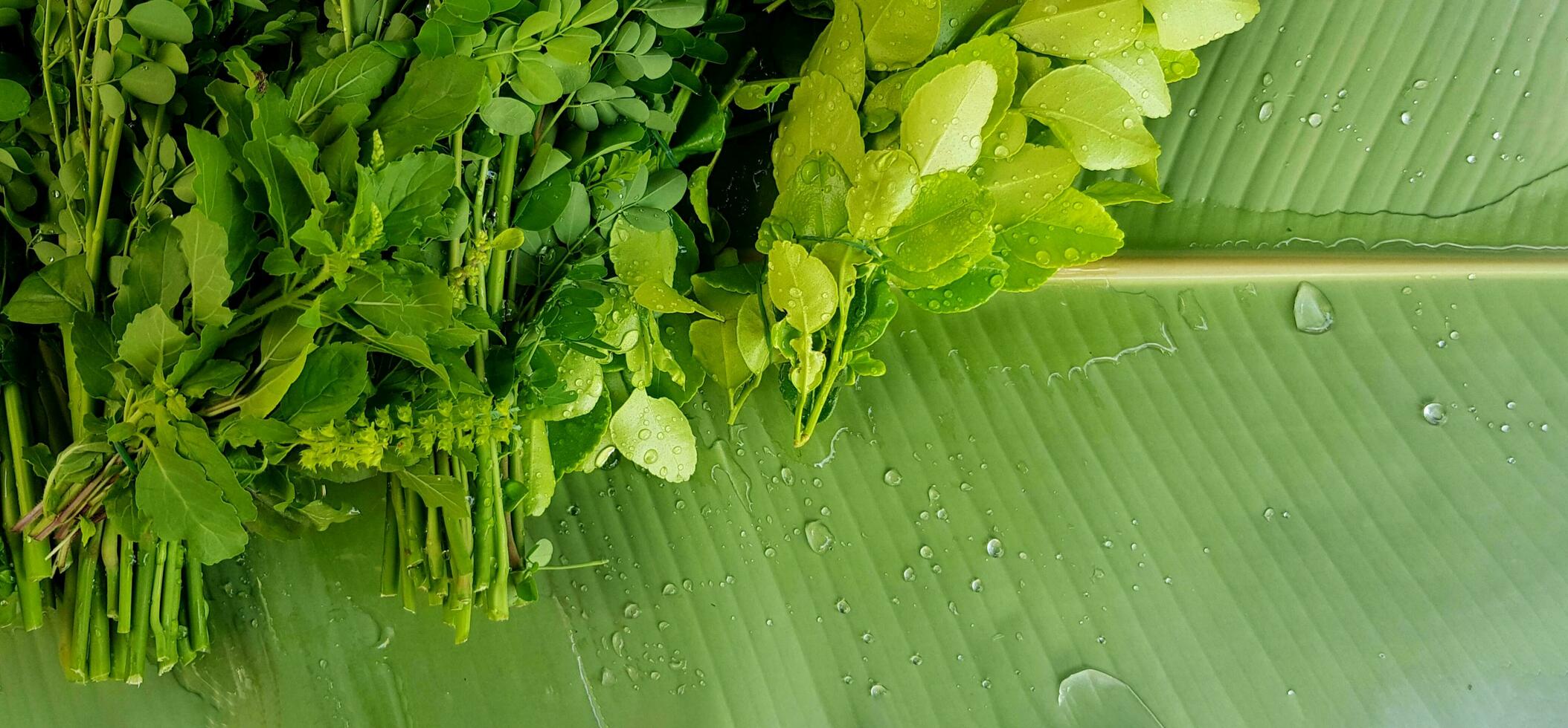 Moringa tree leaves, Horse radish tree or Drumstick on banana leaf and water droplet with left copy space.Organic vegetable and Harvest of Agriculture concept. Scientific name is Moringa oleifera Lam. photo
