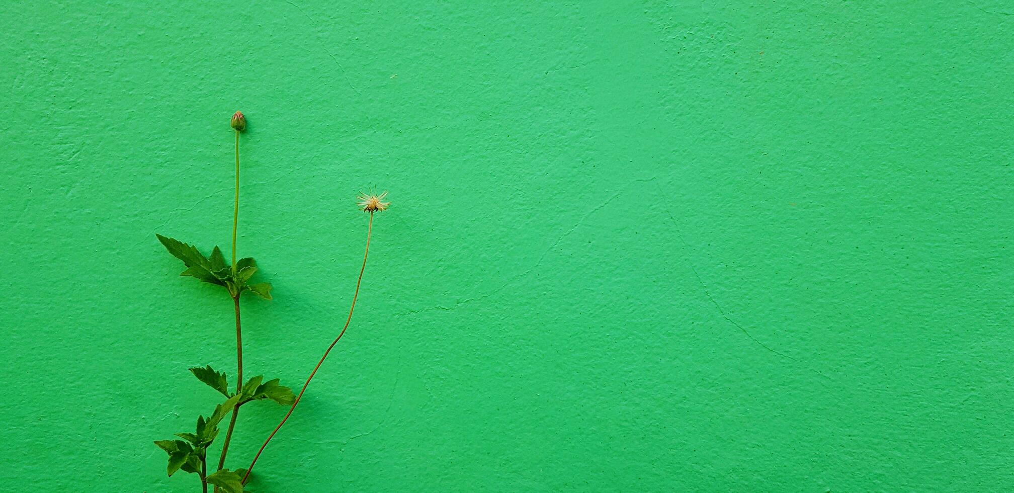 mínimo flor floreciente con verde hojas árbol aislado en verde pintado pared para antecedentes con Derecha Copiar espacio. belleza de naturaleza, mínimo planta y pastel color fondo de pantalla concepto foto