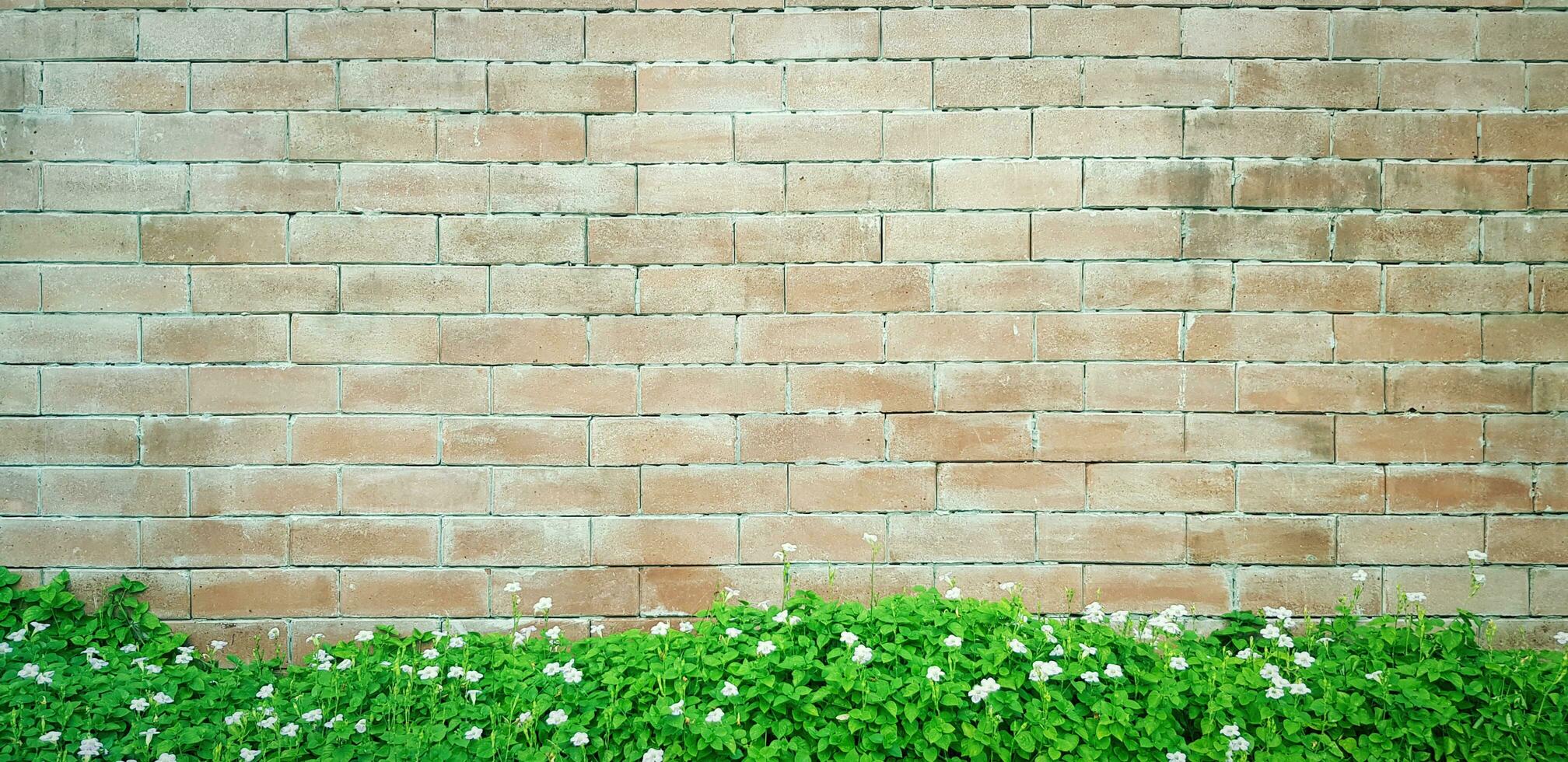 verde árbol planta con blanco flor en áspero ladrillo pared para antecedentes con encima Copiar espacio. fondo de pantalla, jardín, crecimiento, belleza de naturaleza y modelo concepto. foto