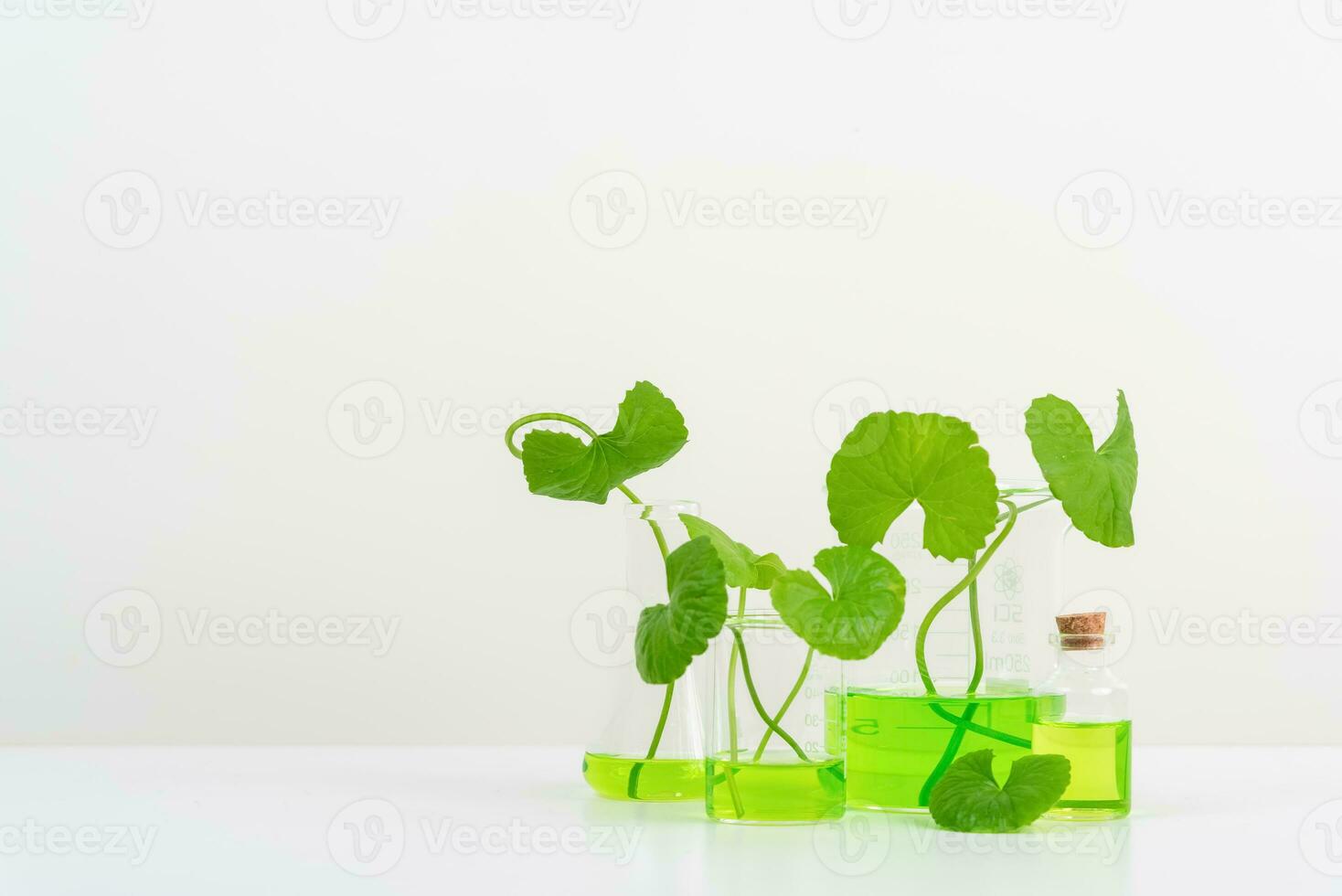 White Background Centella asiatica gotu for Biological experiment presentation Centella asiatica leaves and green water in biological test tubes. photo