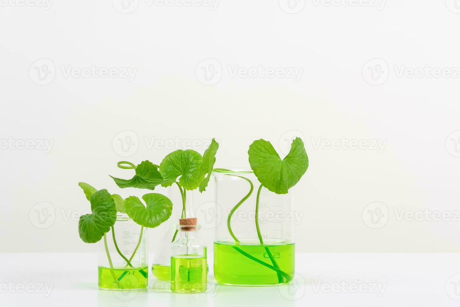 White Background Centella asiatica gotu for Biological experiment presentation Centella asiatica leaves and green water in biological test tubes. photo