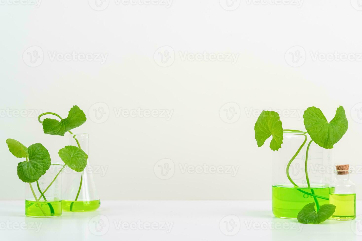 White Background Centella asiatica gotu for Biological experiment presentation Centella asiatica leaves and green water in biological test tubes. photo