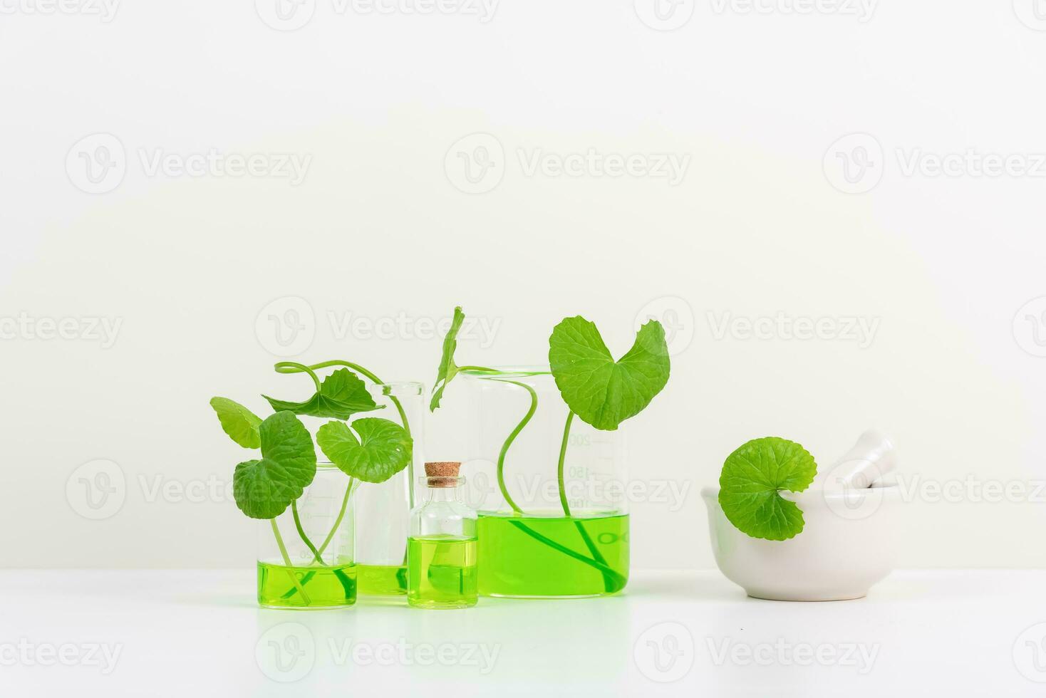 White Background Centella asiatica gotu for Biological experiment presentation Centella asiatica leaves and green water in biological test tubes. photo