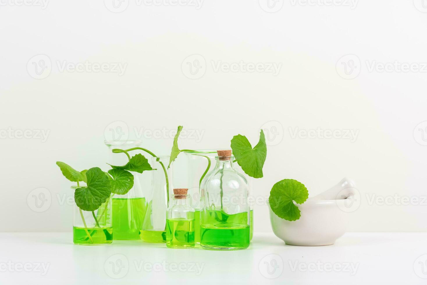 White Background Centella asiatica gotu for Biological experiment presentation Centella asiatica leaves and green water in biological test tubes. photo