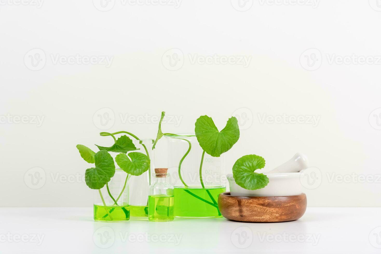 White Background Centella asiatica gotu for Biological experiment presentation Centella asiatica leaves and green water in biological test tubes. photo
