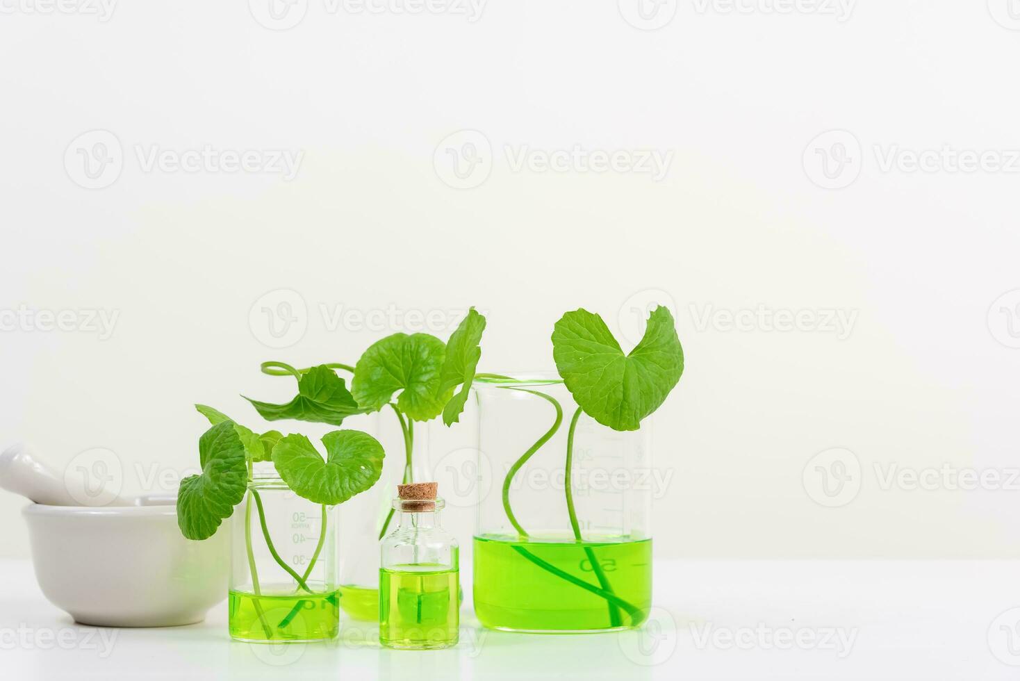 White Background Centella asiatica gotu for Biological experiment presentation Centella asiatica leaves and green water in biological test tubes. photo