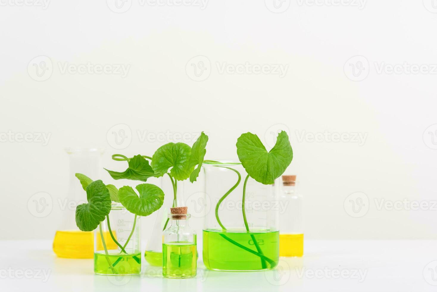 White Background Centella asiatica gotu for Biological experiment presentation Centella asiatica leaves and green water in biological test tubes. photo