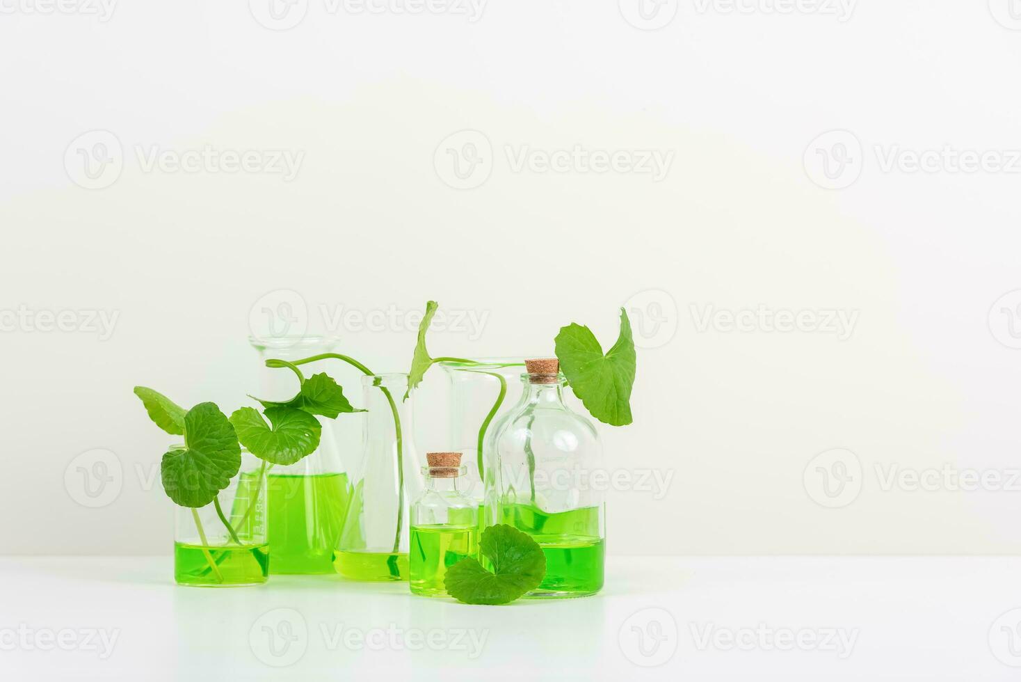 White Background Centella asiatica gotu for Biological experiment presentation Centella asiatica leaves and green water in biological test tubes. photo