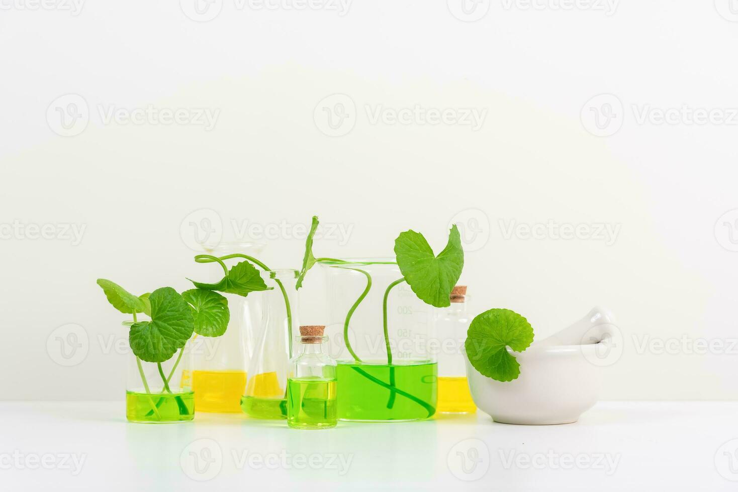White Background Centella asiatica gotu for Biological experiment presentation Centella asiatica leaves and green water in biological test tubes. photo