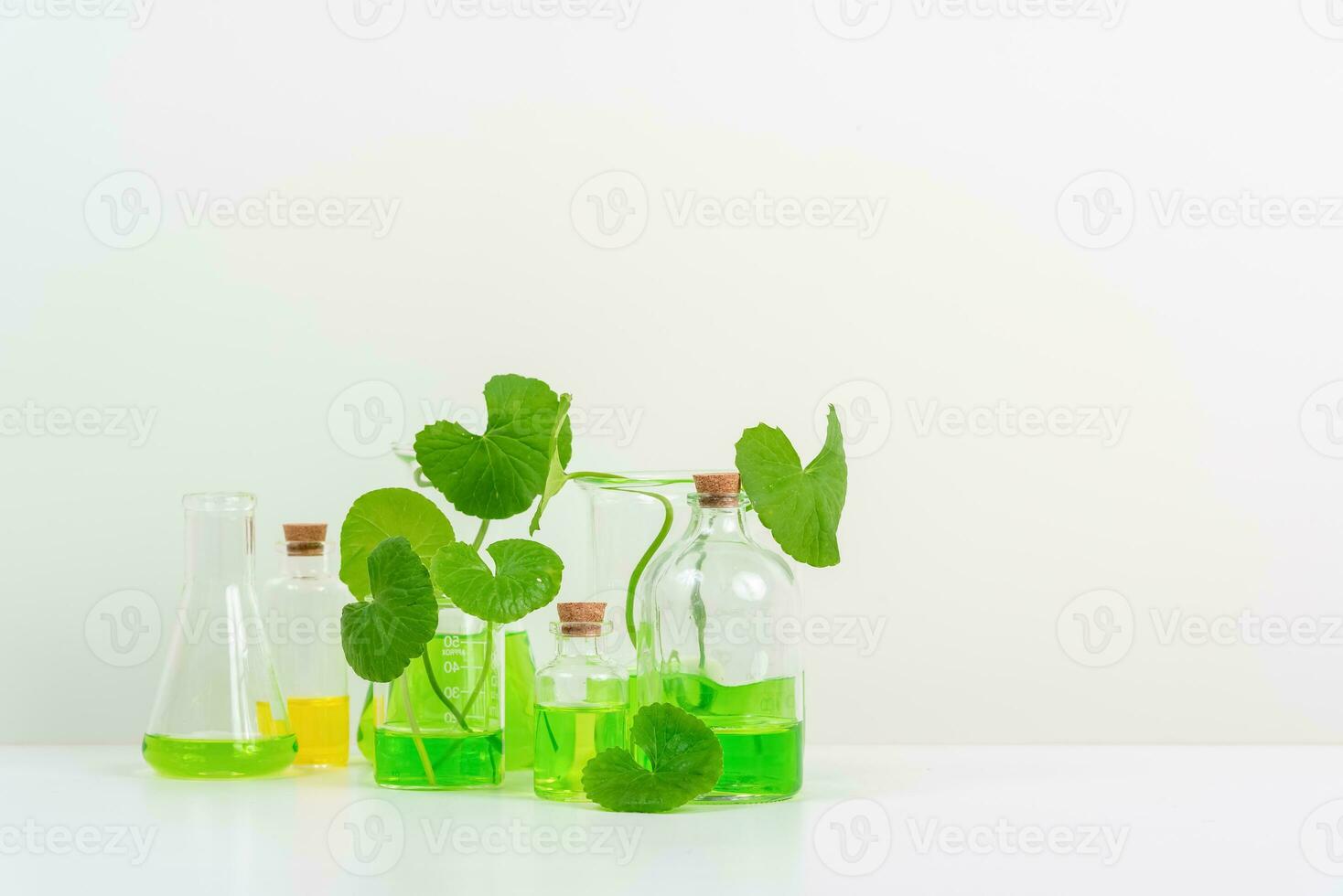 White Background Centella asiatica gotu for Biological experiment presentation Centella asiatica leaves and green water in biological test tubes. photo