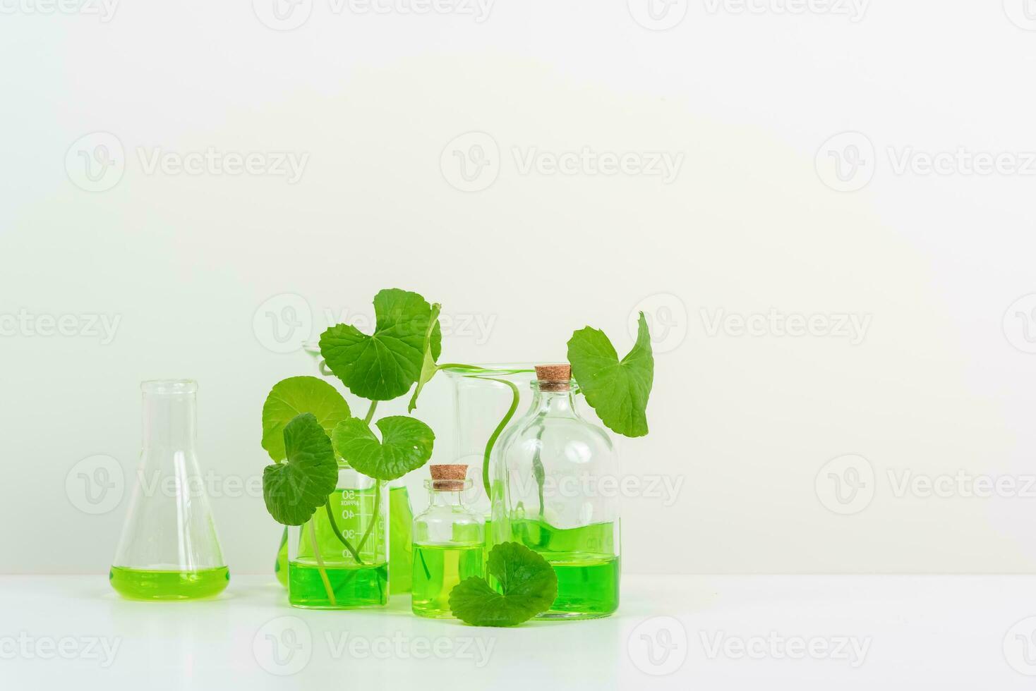 White Background Centella asiatica gotu for Biological experiment presentation Centella asiatica leaves and green water in biological test tubes. photo