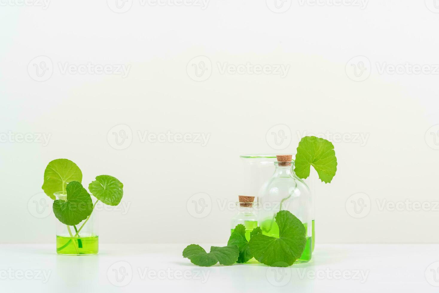 White Background Centella asiatica gotu for Biological experiment presentation Centella asiatica leaves and green water in biological test tubes. photo