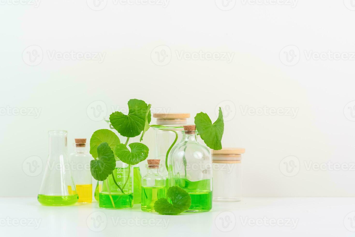 White Background Centella asiatica gotu for Biological experiment presentation Centella asiatica leaves and green water in biological test tubes. photo
