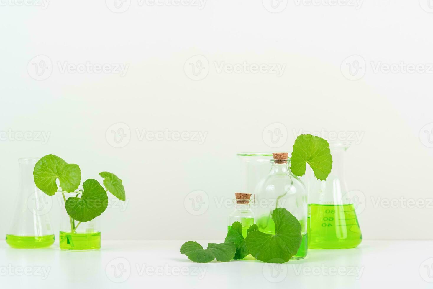 White Background Centella asiatica gotu for Biological experiment presentation Centella asiatica leaves and green water in biological test tubes. photo
