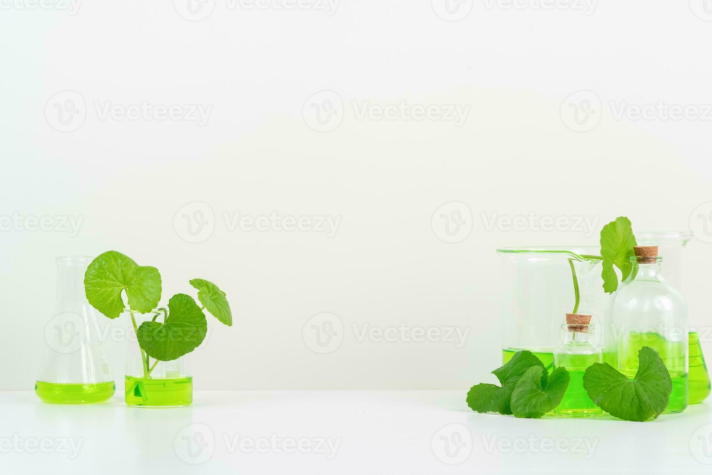 White Background Centella asiatica gotu for Biological experiment presentation Centella asiatica leaves and green water in biological test tubes. photo