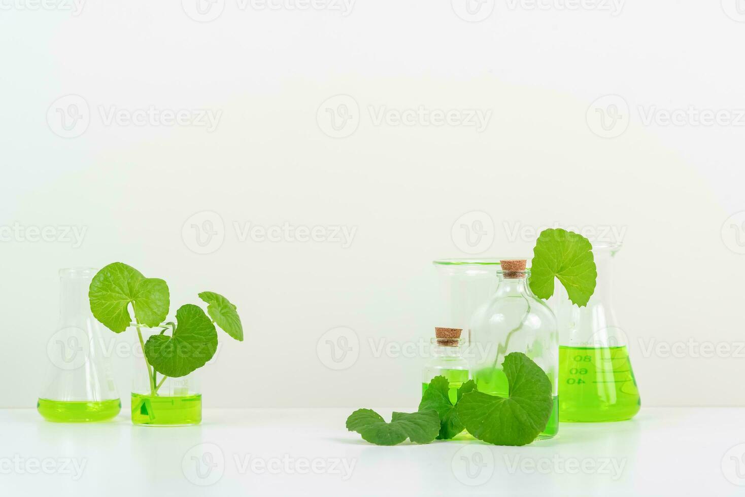 White Background Centella asiatica gotu for Biological experiment presentation Centella asiatica leaves and green water in biological test tubes. photo