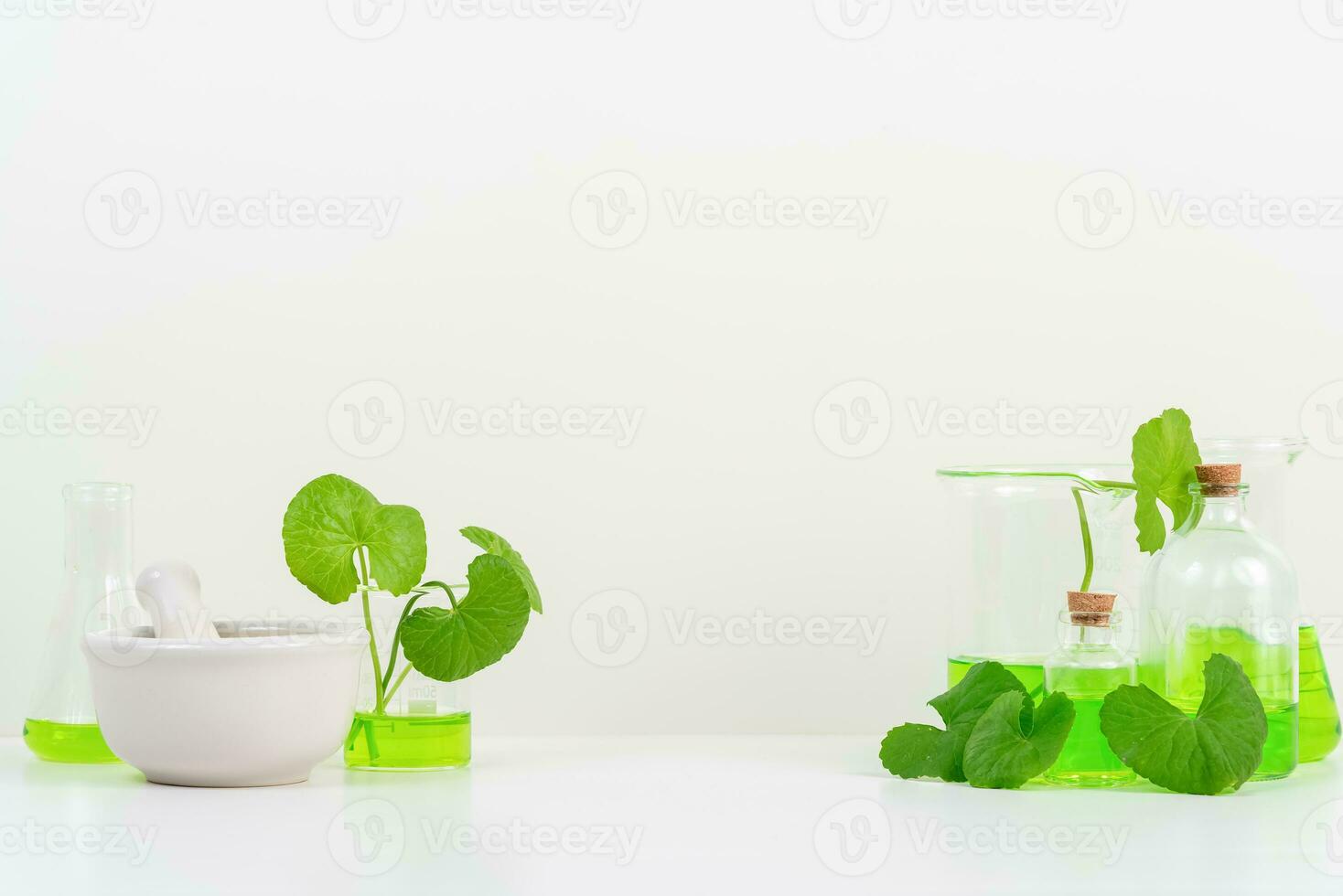 White Background Centella asiatica gotu for Biological experiment presentation Centella asiatica leaves and green water in biological test tubes. photo