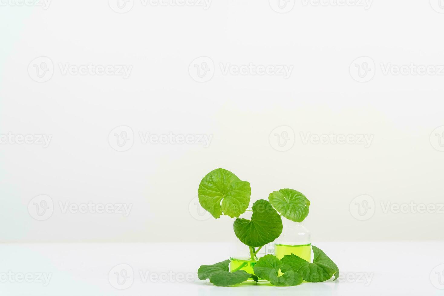 White Background Centella asiatica gotu for Biological experiment presentation Centella asiatica leaves and green water in biological test tubes. photo