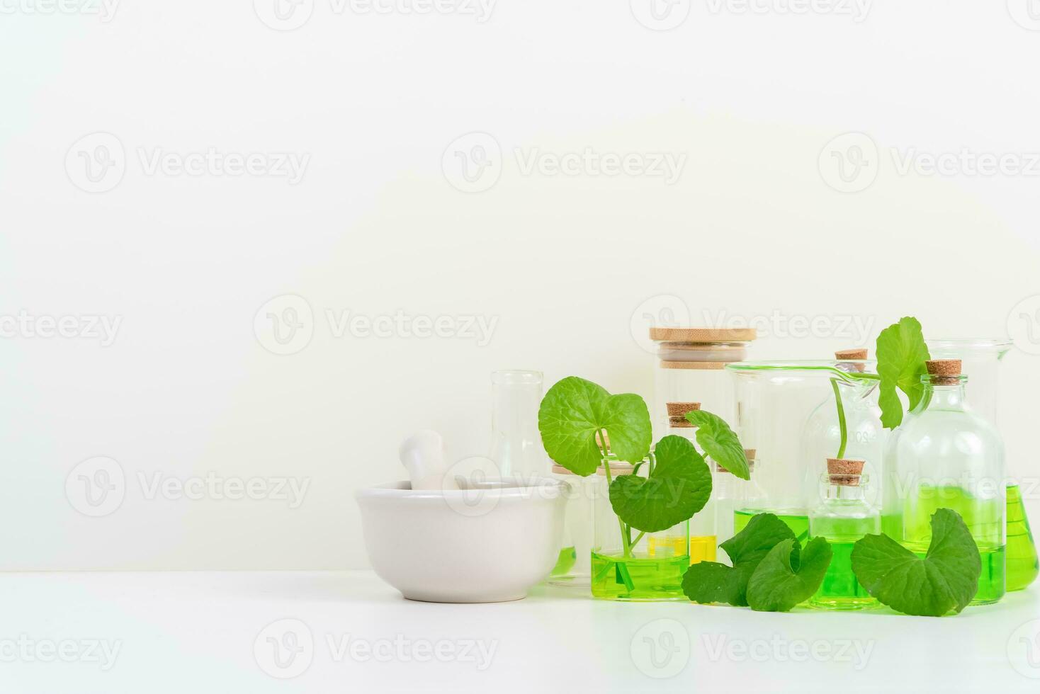 White Background Centella asiatica gotu for Biological experiment presentation Centella asiatica leaves and green water in biological test tubes. photo