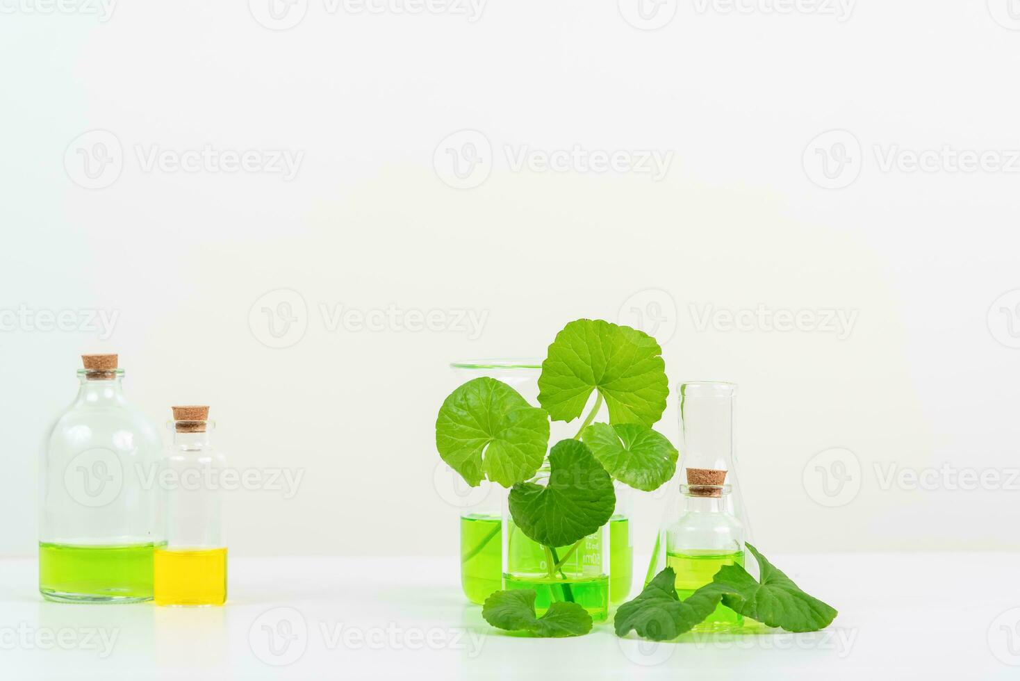 White Background Centella asiatica gotu for Biological experiment presentation Centella asiatica leaves and green water in biological test tubes. photo