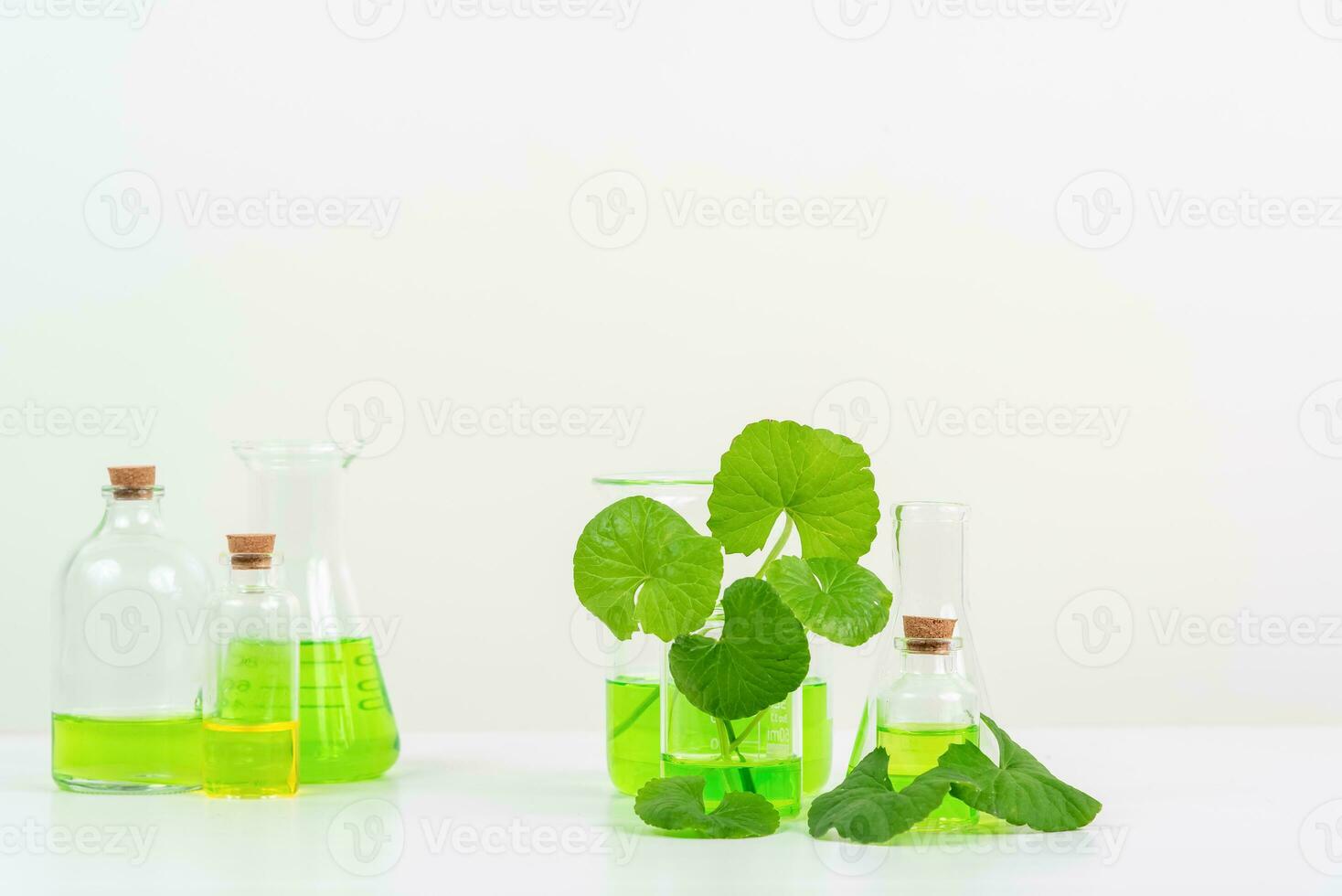 White Background Centella asiatica gotu for Biological experiment presentation Centella asiatica leaves and green water in biological test tubes. photo