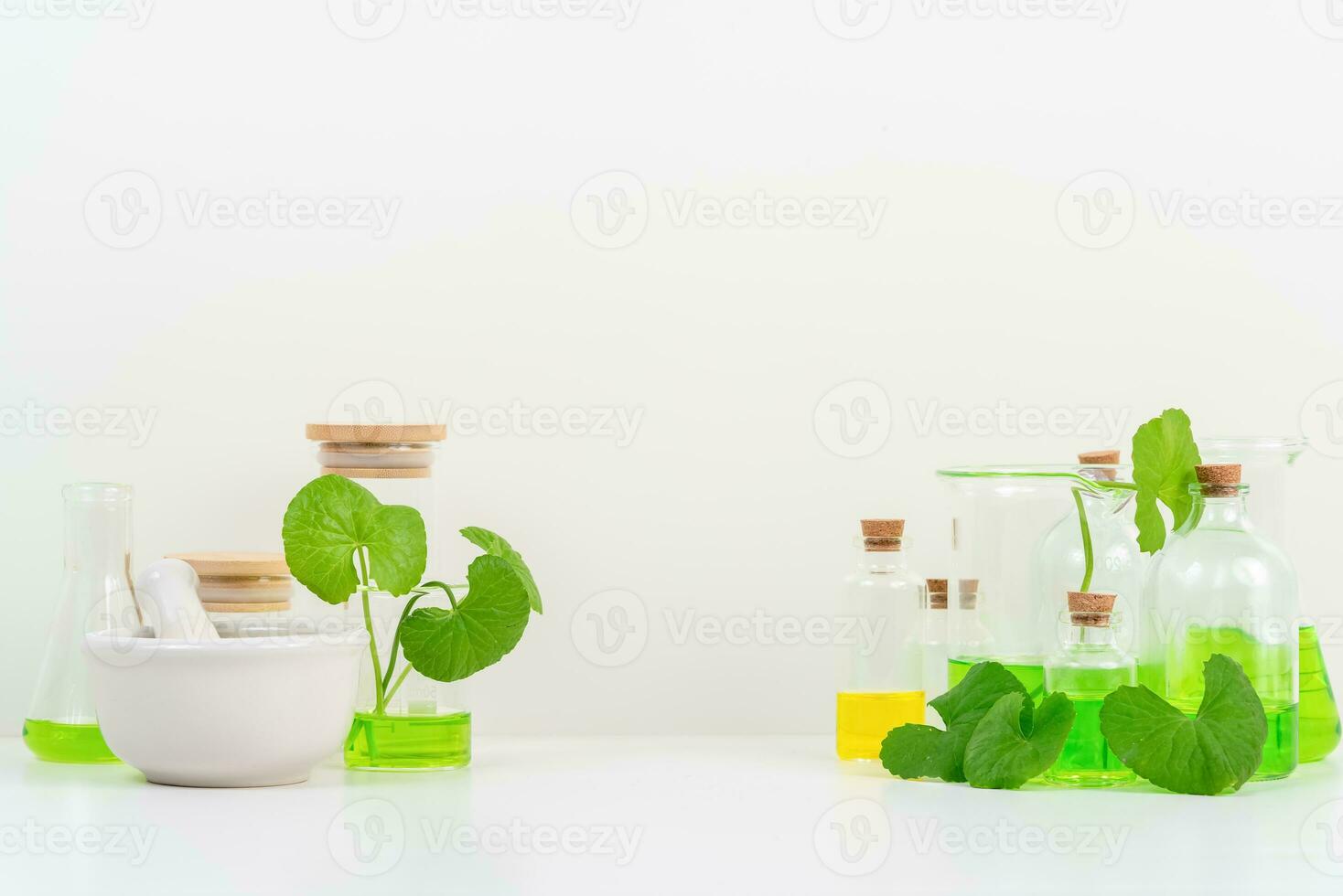 White Background Centella asiatica gotu for Biological experiment presentation Centella asiatica leaves and green water in biological test tubes. photo