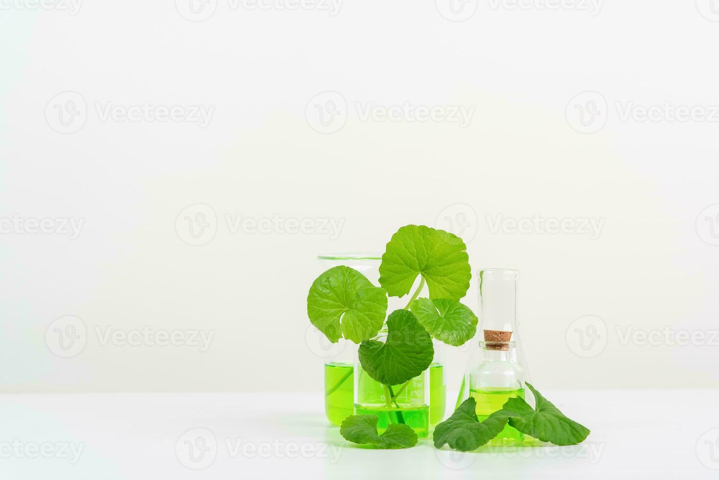 White Background Centella asiatica gotu for Biological experiment presentation Centella asiatica leaves and green water in biological test tubes. photo
