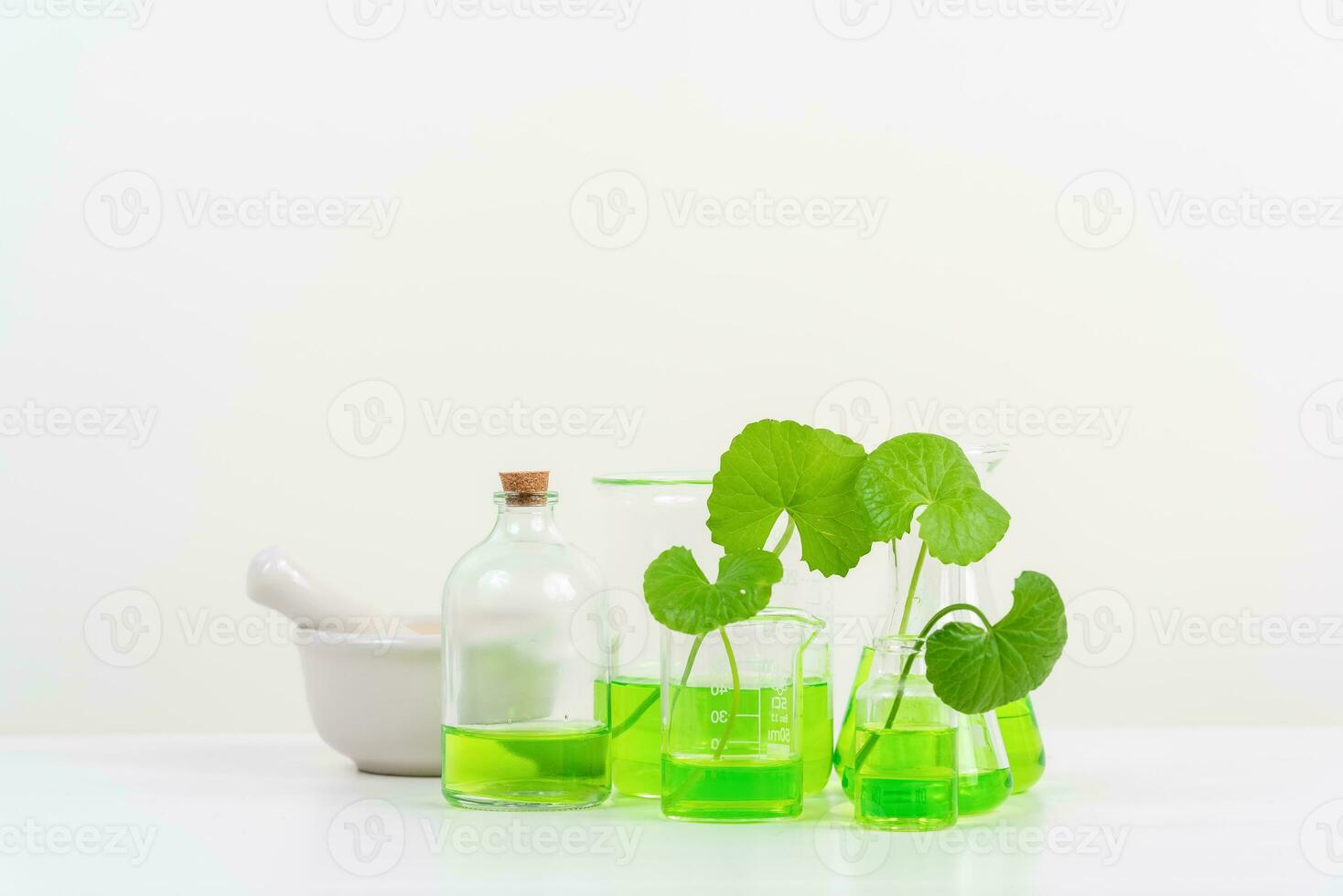 White Background Centella asiatica gotu for Biological experiment presentation Centella asiatica leaves and green water in biological test tubes. photo