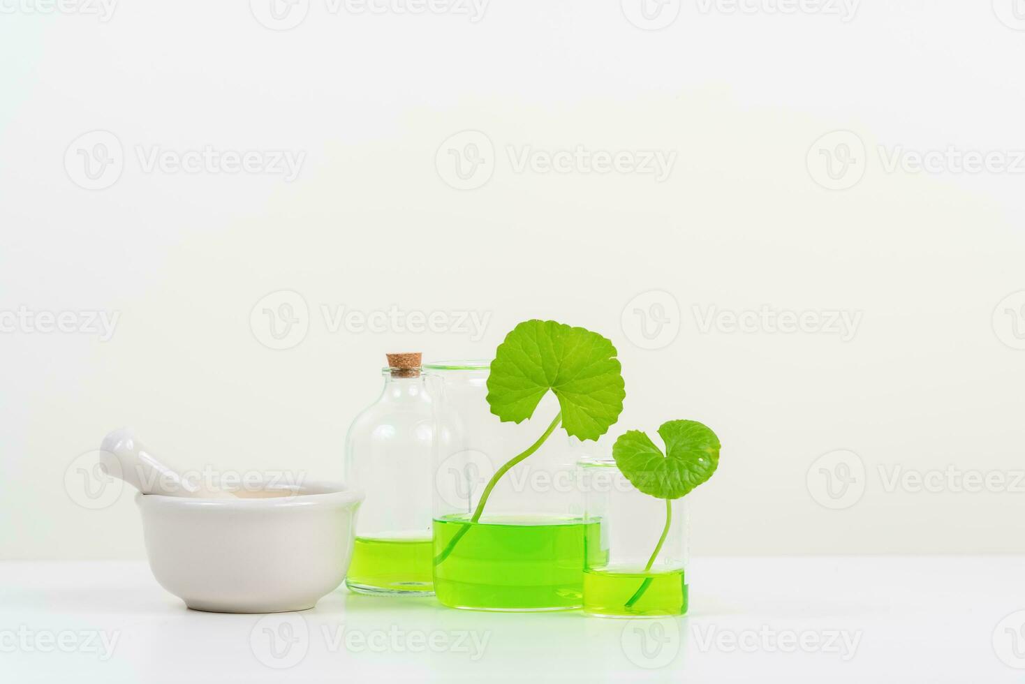 White Background Centella asiatica gotu for Biological experiment presentation Centella asiatica leaves and green water in biological test tubes. photo