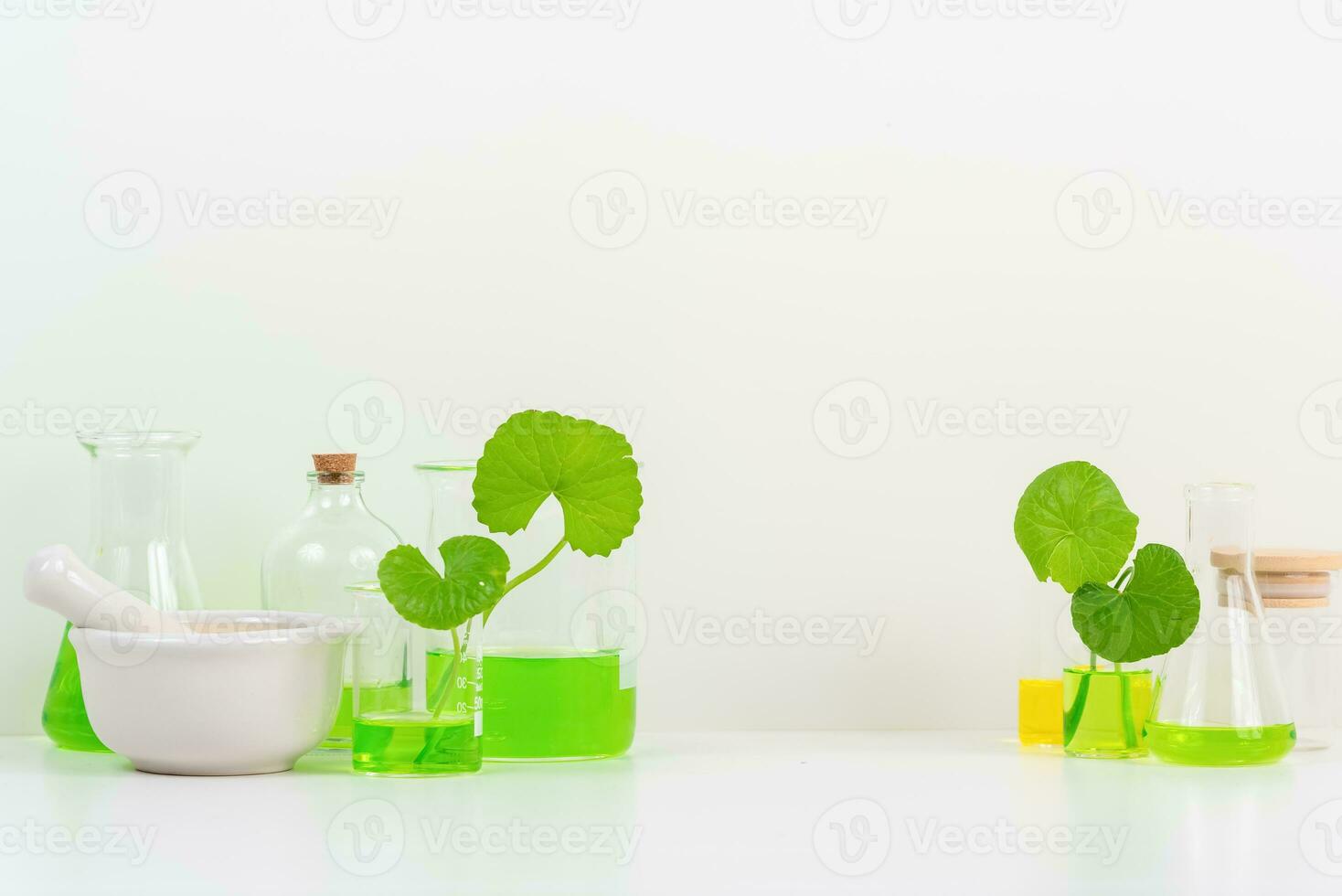 White Background Centella asiatica gotu for Biological experiment presentation Centella asiatica leaves and green water in biological test tubes. photo