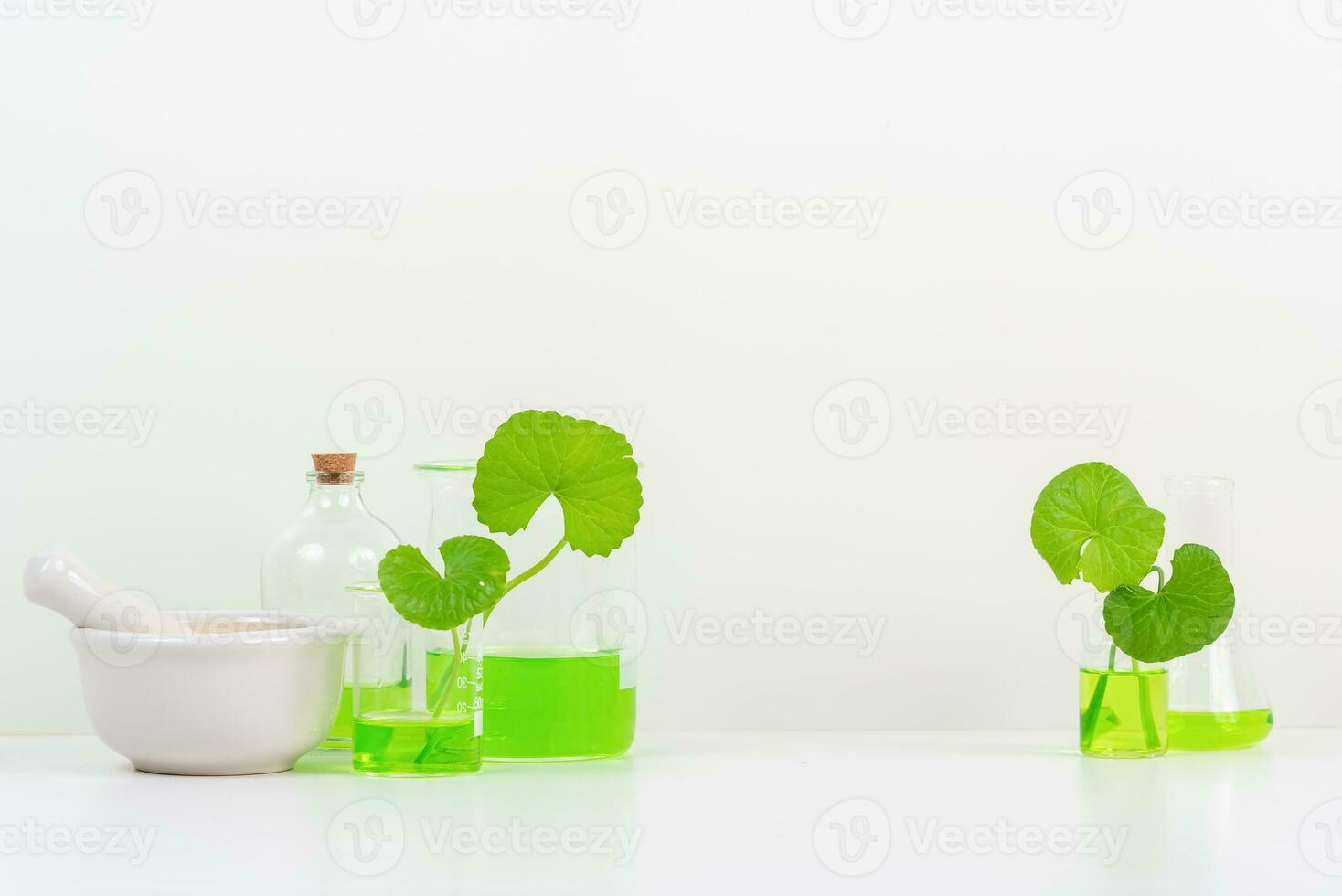 White Background Centella asiatica gotu for Biological experiment presentation Centella asiatica leaves and green water in biological test tubes. photo