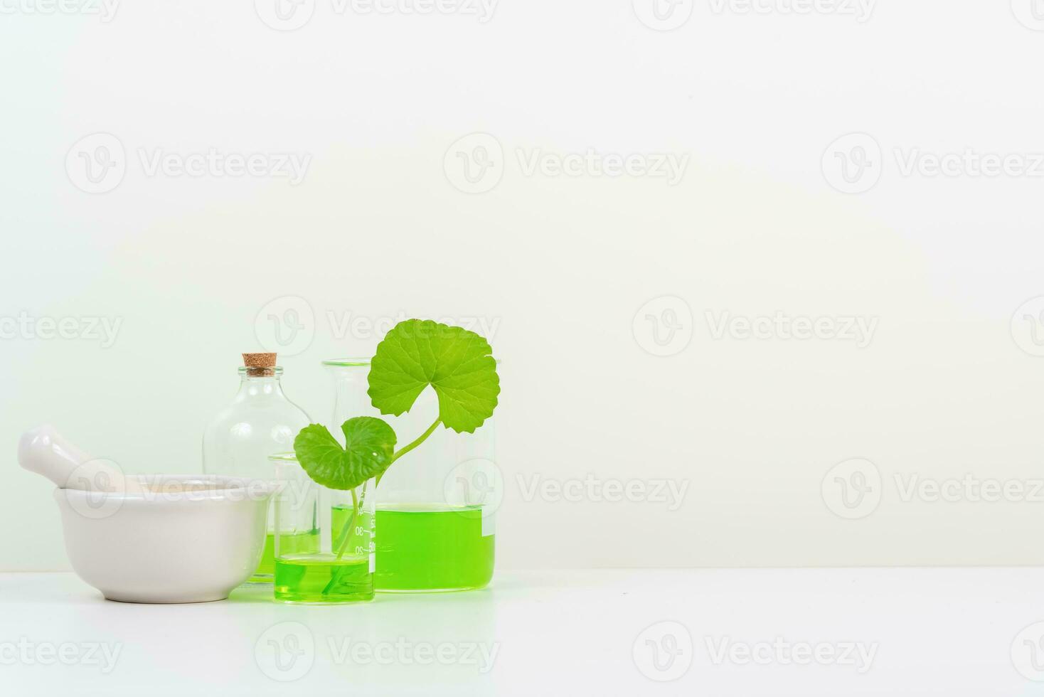 White Background Centella asiatica gotu for Biological experiment presentation Centella asiatica leaves and green water in biological test tubes. photo