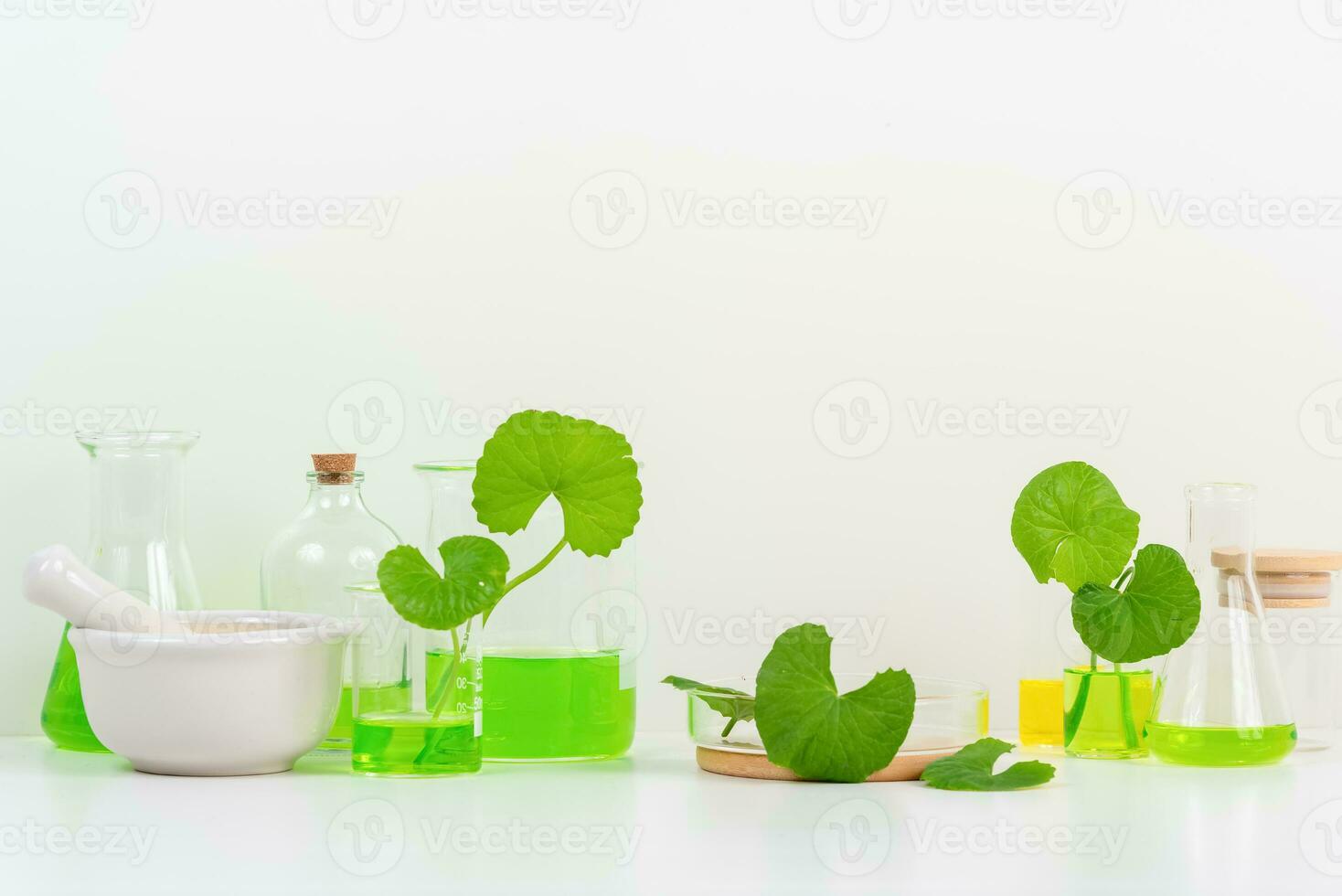 White Background Centella asiatica gotu for Biological experiment presentation Centella asiatica leaves and green water in biological test tubes. photo