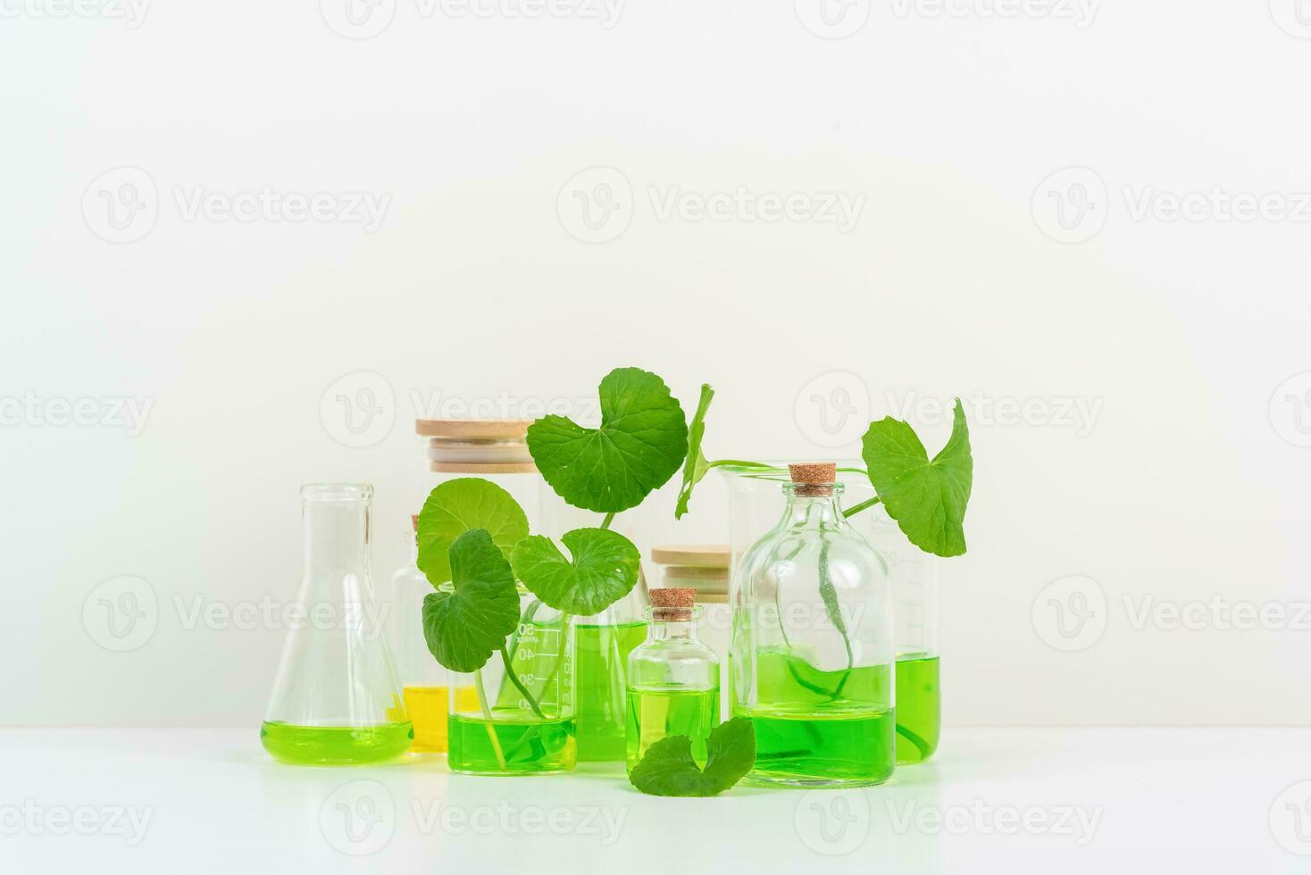 White Background Centella asiatica gotu for Biological experiment presentation Centella asiatica leaves and green water in biological test tubes. photo