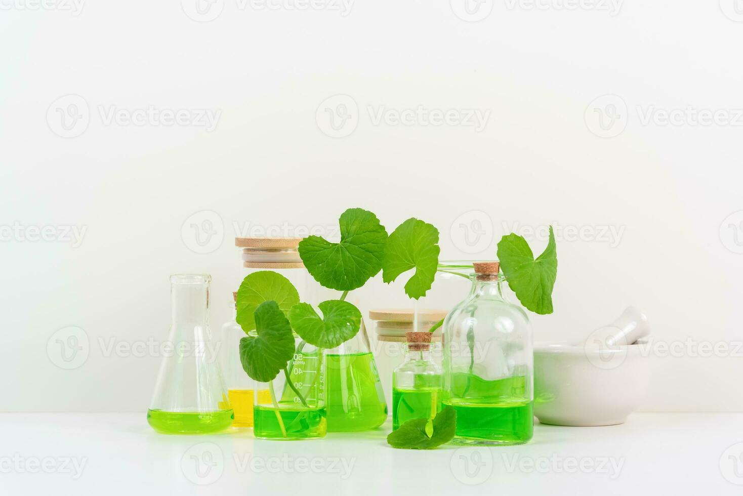 White Background Centella asiatica gotu for Biological experiment presentation Centella asiatica leaves and green water in biological test tubes. photo