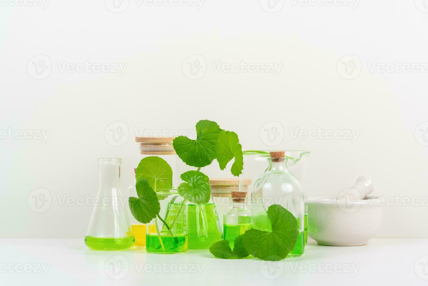 White Background Centella asiatica gotu for Biological experiment presentation Centella asiatica leaves and green water in biological test tubes. photo